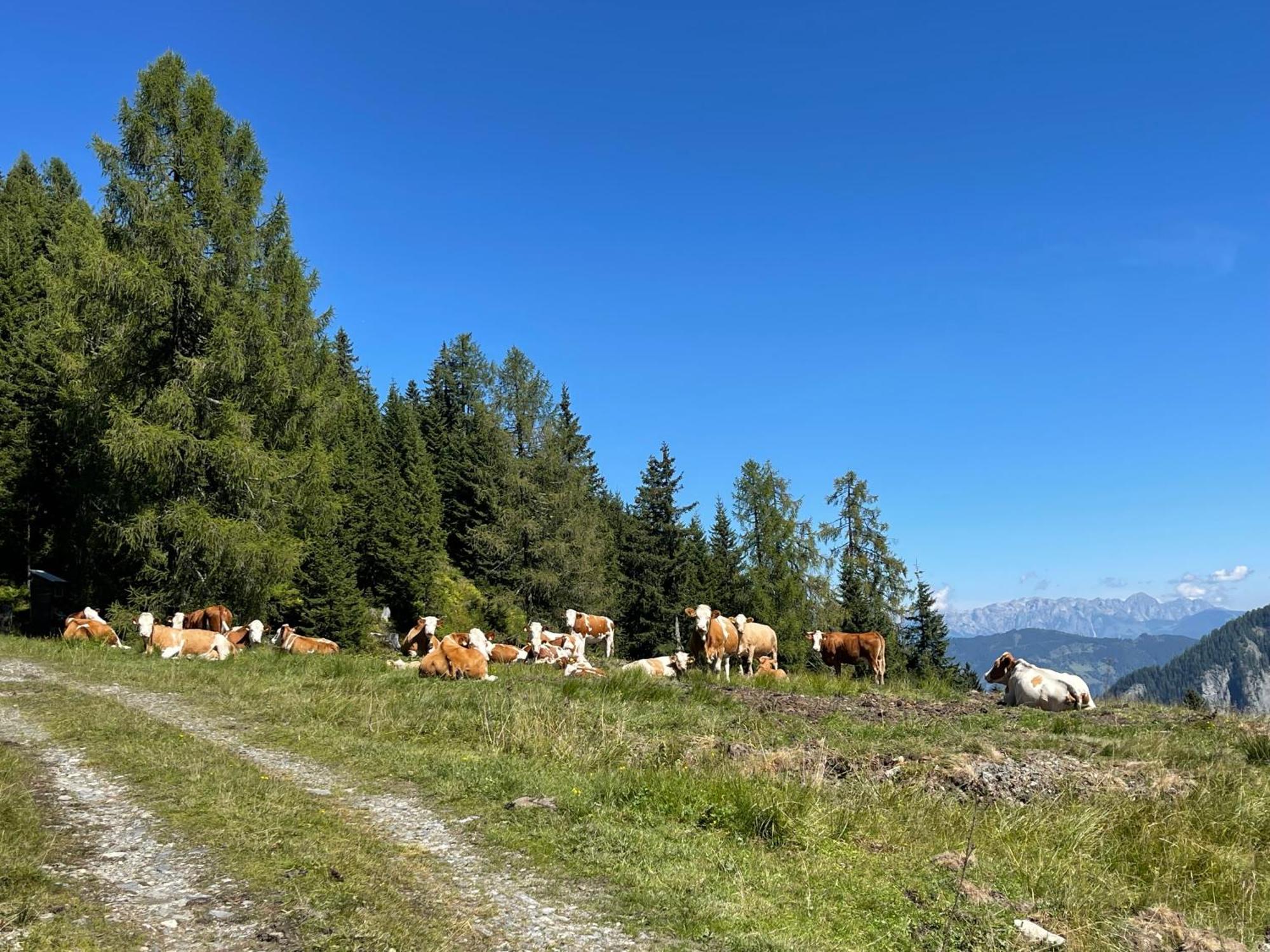 Gaestezimmer Peterbauer Dorfgastein Exterior foto